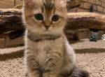 Ginger - Scottish Straight Cat For Sale - Houston&comma; TX&comma; US