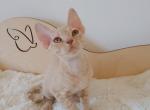 Donald - Devon Rex Cat For Sale - CA&comma; US
