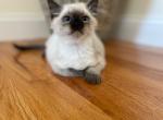 ragdolls - Ragdoll Cat For Sale - Boston&comma; MA&comma; US