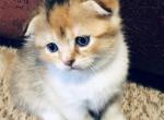 Tri color Calico - Scottish Fold Cat For Sale - WI&comma; US