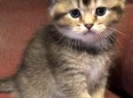 Tabby Color Points  Tilly - Scottish Fold Cat For Sale - WI&comma; US