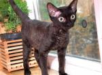 Shadow - Devon Rex Cat For Sale - Brooklyn&comma; NY&comma; US