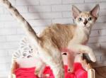 Molly - Devon Rex Cat For Sale - Brooklyn&comma; NY&comma; US
