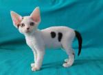 Moo - Devon Rex Cat For Sale - Brooklyn&comma; NY&comma; US