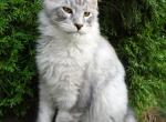 Amazing silver boy - Maine Coon Cat For Sale - Bridgewater&comma; NJ&comma; US