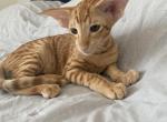 Sunshine - Oriental Cat For Sale - Brooklyn&comma; NY&comma; US
