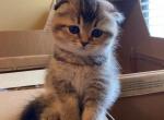 Lilly - Scottish Fold Cat For Sale - Houston&comma; TX&comma; US