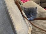 RESERVED Male Persian Ragdoll Kittens - Persian Cat For Sale - McKinney&comma; TX&comma; US