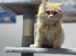 Nana - Scottish Straight Cat For Sale - Miami&comma; FL&comma; US