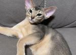 Blue boy Marcus - Abyssinian Cat For Sale - Victorville&comma; CA&comma; US