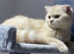 Lily - Scottish Fold Cat For Sale - Miami&comma; FL&comma; US