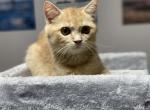 Lucky - Scottish Straight Cat For Sale - Miami&comma; FL&comma; US