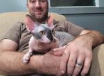 TICA bi color male - Sphynx Cat For Sale - Rockford&comma; IL&comma; US