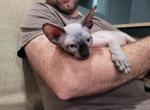 TICA Seal Point Male - Sphynx Cat For Sale - Rockford&comma; IL&comma; US