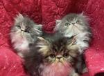 CFA registered Persian kittens - Persian Cat For Sale - Fleetwood&comma; PA&comma; US