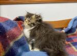 CFA reigstered purebred Persian kitten - Persian Cat For Sale - Fleetwood&comma; PA&comma; US
