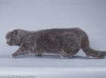 Machette scottish kilt munchkin fold short legs - Munchkin Cat For Sale - TX&comma; US