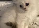 Ragamuffin male - Ragamuffin Cat For Sale - Salem&comma; OR&comma; US