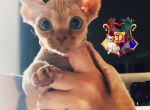 Oscar - Devon Rex Cat For Sale - Spokane&comma; WA&comma; US