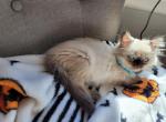 lola - Himalayan Cat For Sale - Barrington&comma; IL&comma; US