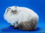 Tiramisu - Himalayan Cat For Adoption - Satellite Beach&comma; FL&comma; US