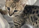F1 Savannah Female - Savannah Cat For Sale - OK&comma; US