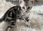 Stunning F6 Savannah Black White Marled - Savannah Cat For Sale - OK&comma; US
