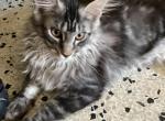 European Purebred Maine Coon boy DoDo Dawon - Maine Coon Cat For Sale - Chipley&comma; FL&comma; US