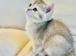 Jackie - Scottish Straight Cat For Sale - Brooklyn&comma; NY&comma; US