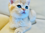 Mia - Scottish Straight Cat For Sale - Brooklyn&comma; NY&comma; US