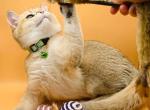 Tyga - Scottish Fold Cat For Sale - Atlanta&comma; GA&comma; US