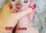 ELF Girl Laura - Sphynx Cat For Sale - Lockport&comma; IL&comma; US