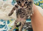 Figaro - Domestic Cat For Sale - Bronx&comma; NY&comma; US