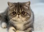 Lily - Exotic Cat For Sale - Vancouver&comma; WA&comma; US
