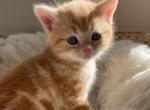 Adorable Orange Scottish Straight - Scottish Straight Cat For Sale - Los Angeles&comma; CA&comma; US