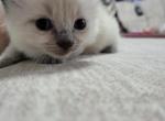 Siamese Ragdoll Kitten - Ragdoll Cat For Sale - Eau Claire&comma; WI&comma; US