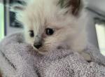 Siamese Ragdoll - Ragdoll Cat For Sale - Eau Claire&comma; WI&comma; US