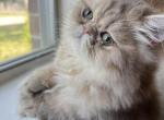 Candy - Persian Cat For Sale - Fort Worth&comma; TX&comma; US