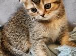 GORGEOUS GOLDEN - Scottish Fold Cat For Sale - Grand Rapids&comma; MI&comma; US
