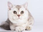 Pamkin munchkin silver chinchilla with short legs - Munchkin Cat For Sale - TX&comma; US