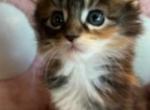 Autumn - Maine Coon Cat For Sale - Manchester Township&comma; NJ&comma; US