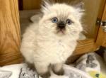 Chocolate Point Ragdoll Kitten - Ragdoll Cat For Sale - Beach Park&comma; IL&comma; US