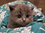 Danube - Siberian Cat For Sale - Clintwood&comma; VA&comma; US