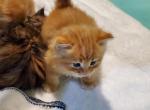 Boris - Siberian Cat For Sale - Clintwood&comma; VA&comma; US