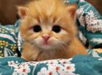Dexter - Siberian Cat For Sale - Clintwood&comma; VA&comma; US