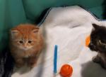 Boots - Siberian Cat For Sale - Clintwood&comma; VA&comma; US