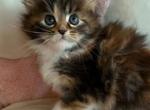 Aubrielle - Maine Coon Cat For Sale - Manchester Township&comma; NJ&comma; US