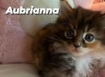 Aubrianna - Maine Coon Cat For Sale - Manchester Township&comma; NJ&comma; US