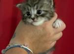 Creedence - Siberian Cat For Sale - Clintwood&comma; VA&comma; US