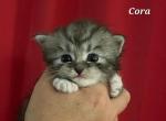 Cora - Siberian Cat For Sale - Clintwood&comma; VA&comma; US